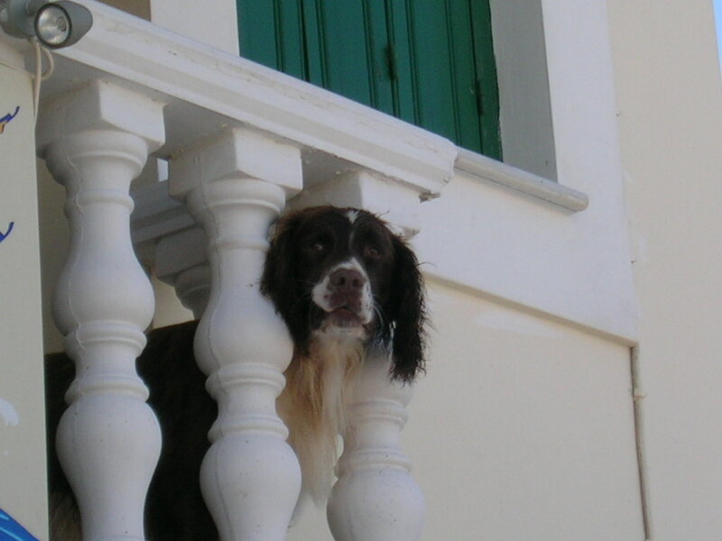 Dog on Balcony