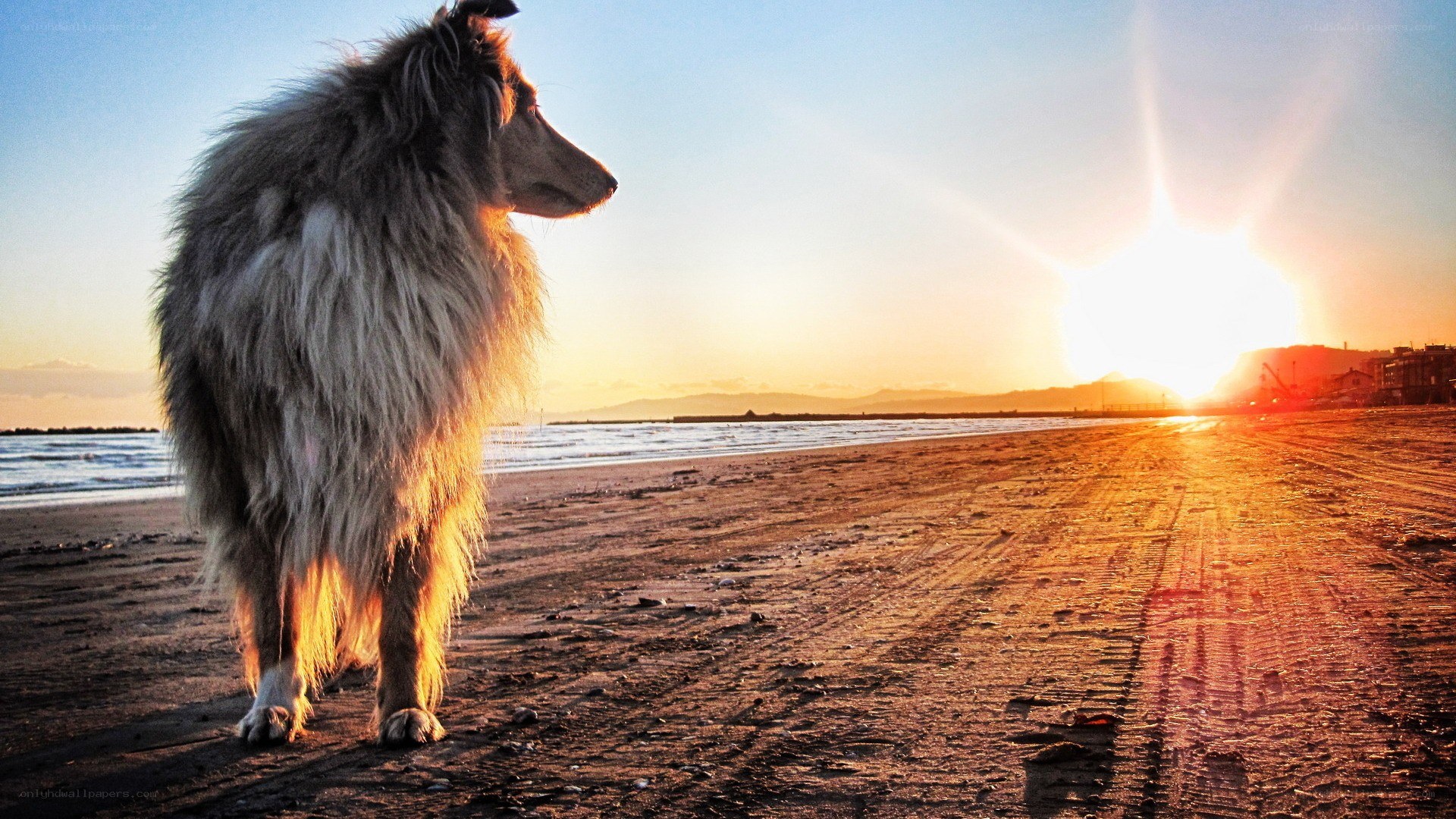 Dog on beach at sunset