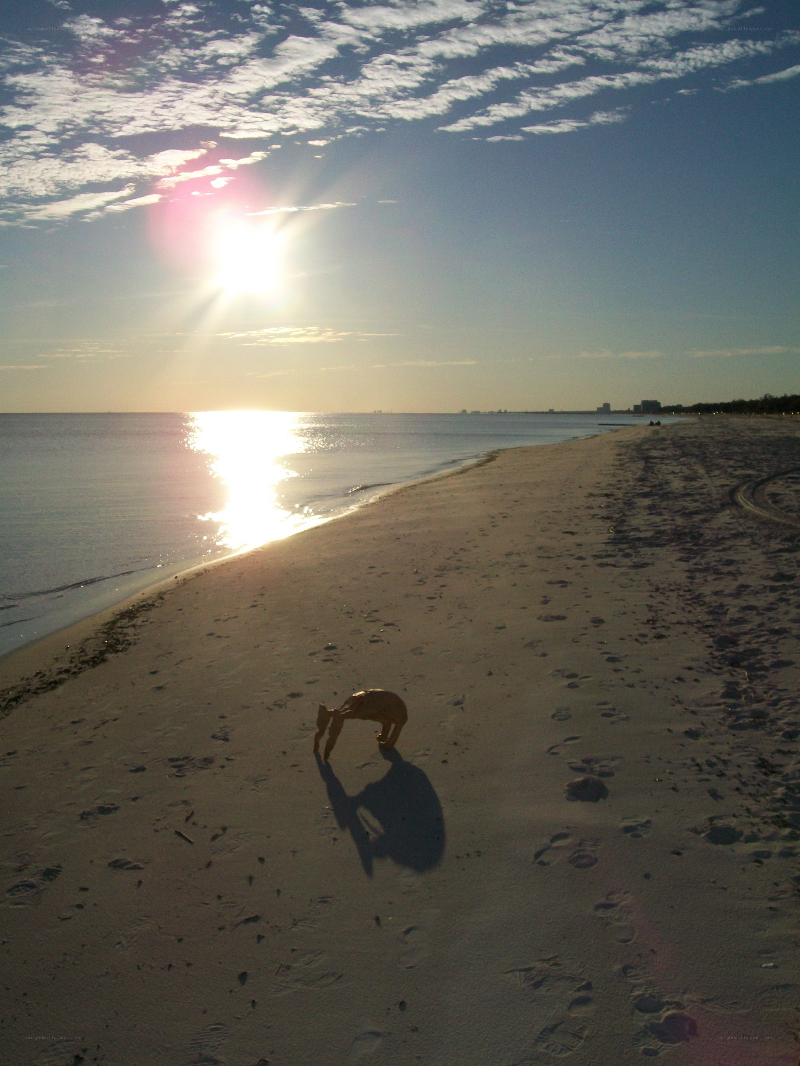 dog on beach at sunset