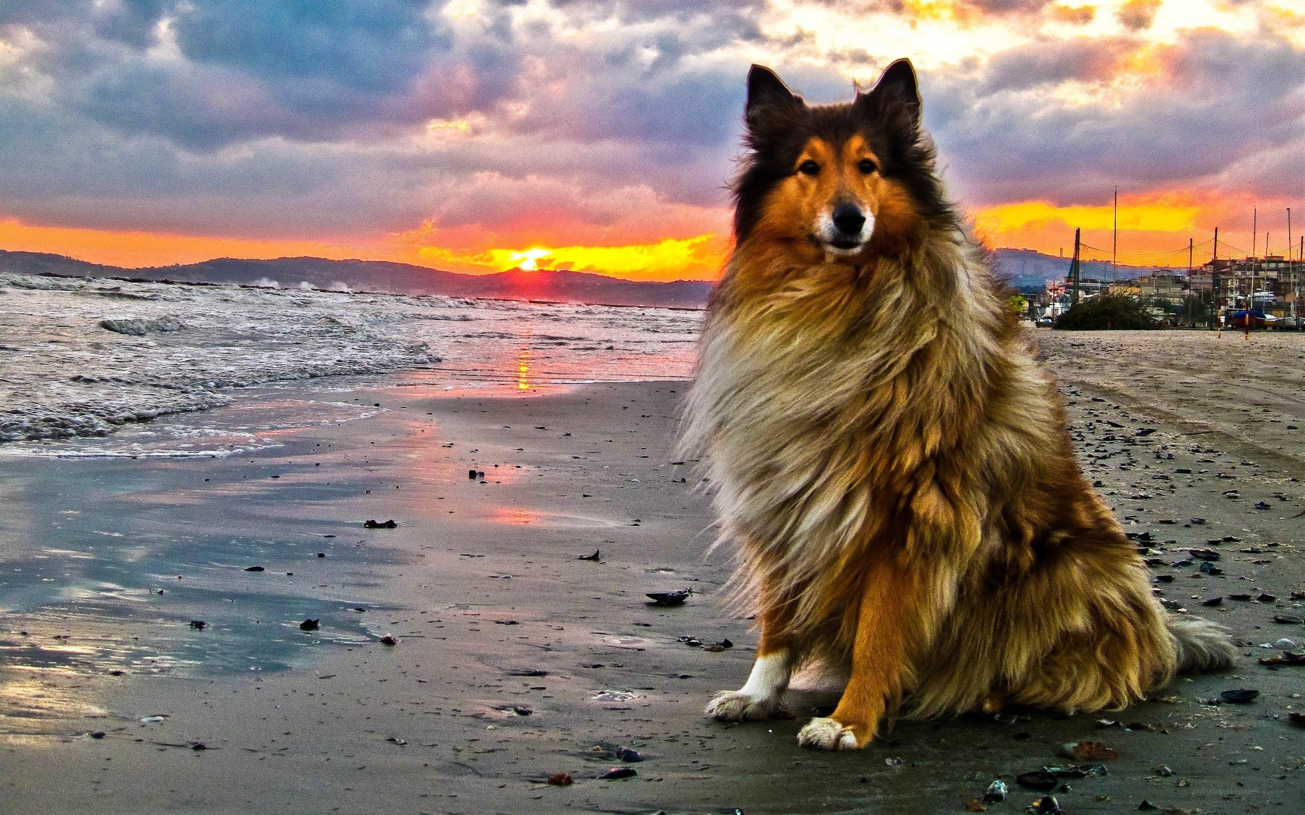 Dog on beach at sunset