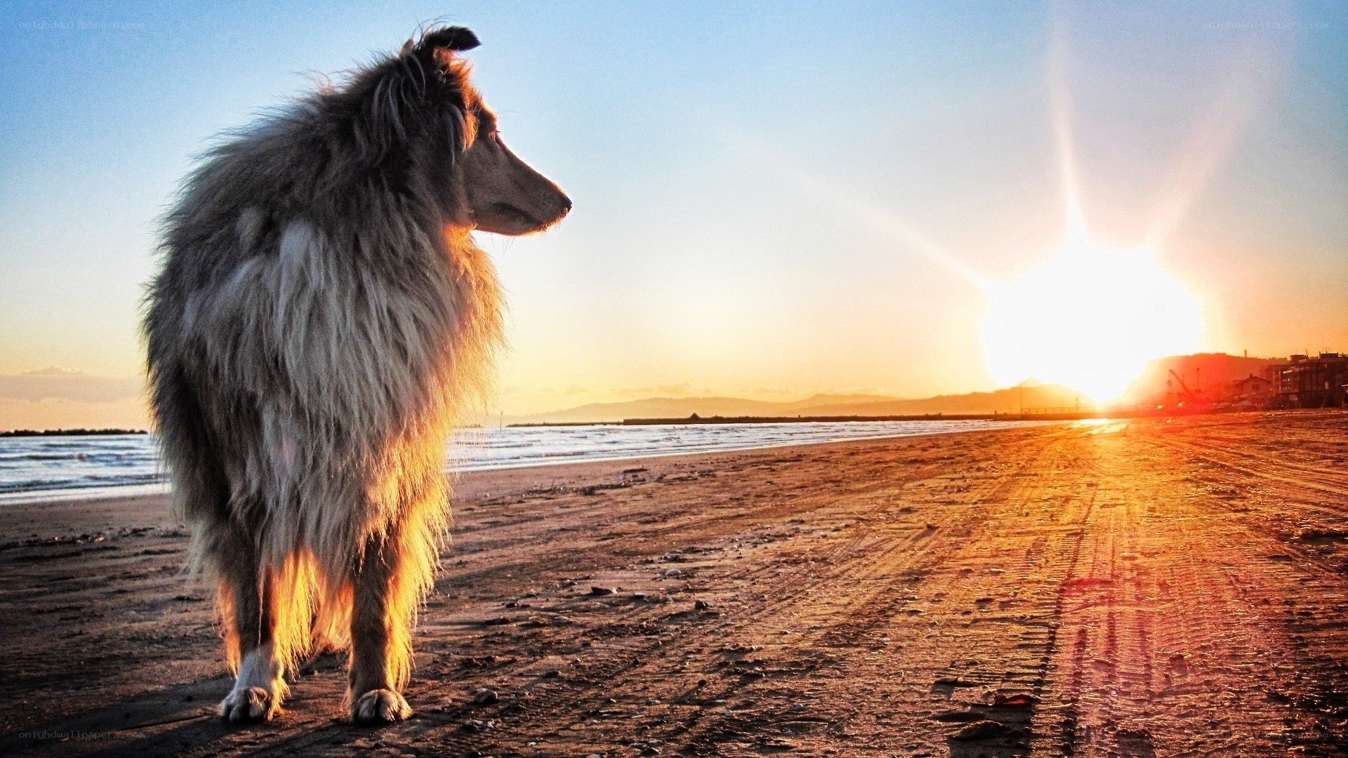Dog on beach at sunset