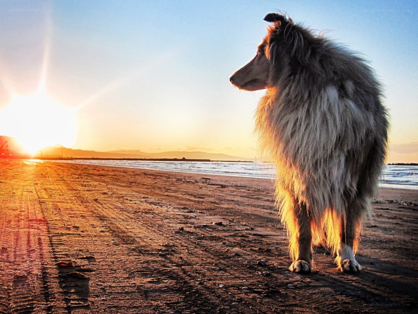 Dog on beach at sunset