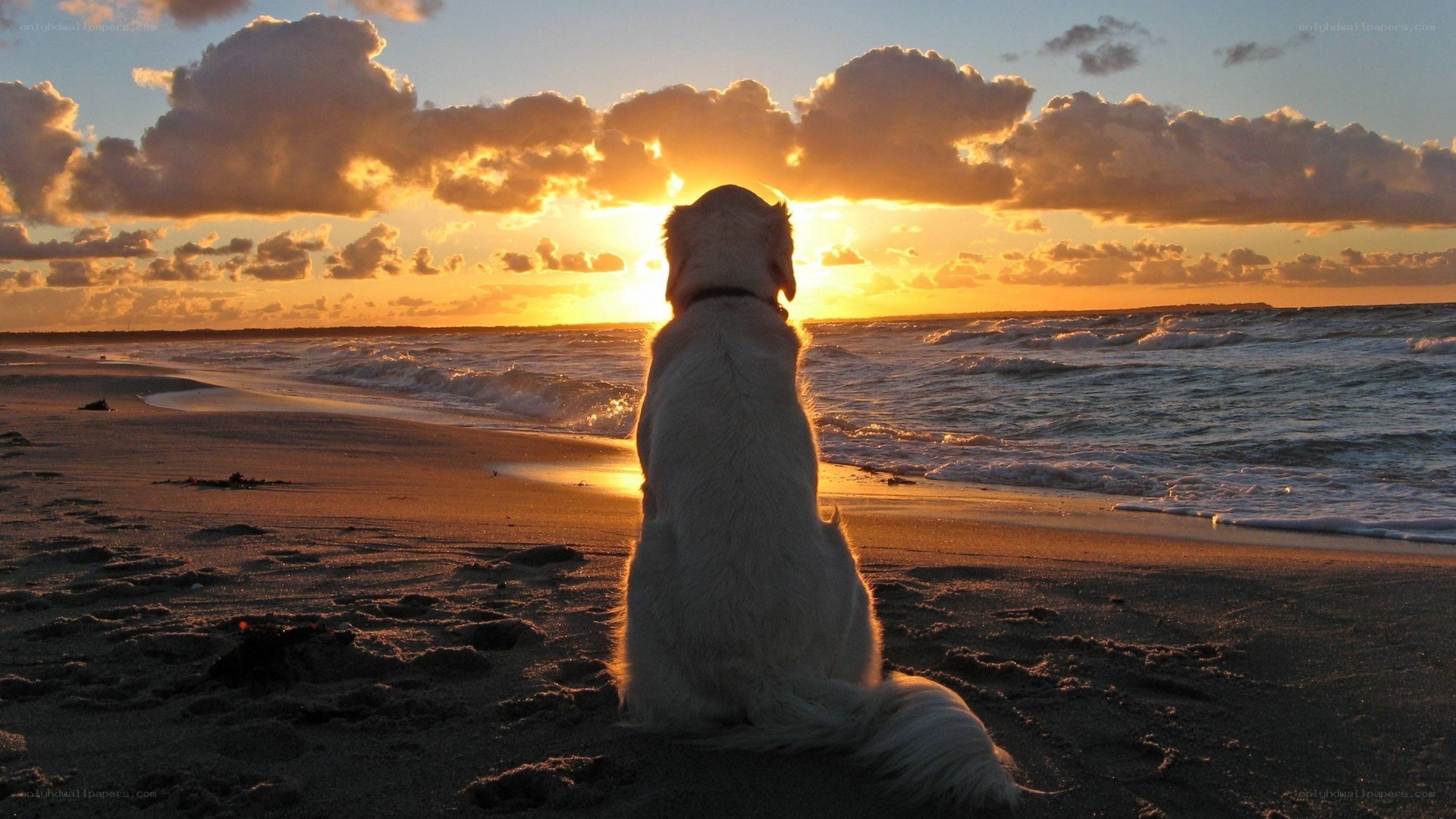 dog on beach at sunset