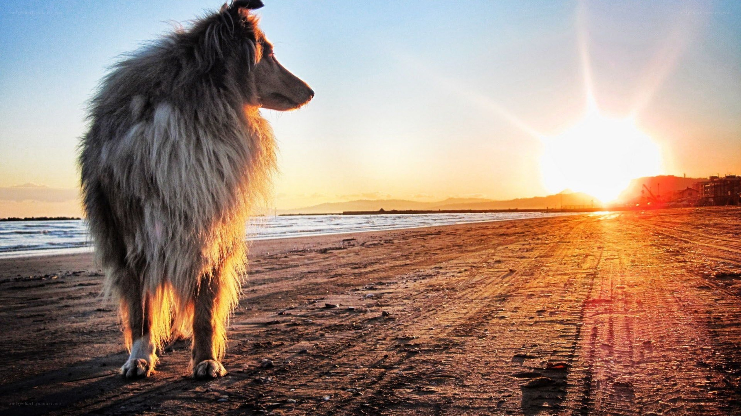 dog on beach at sunset