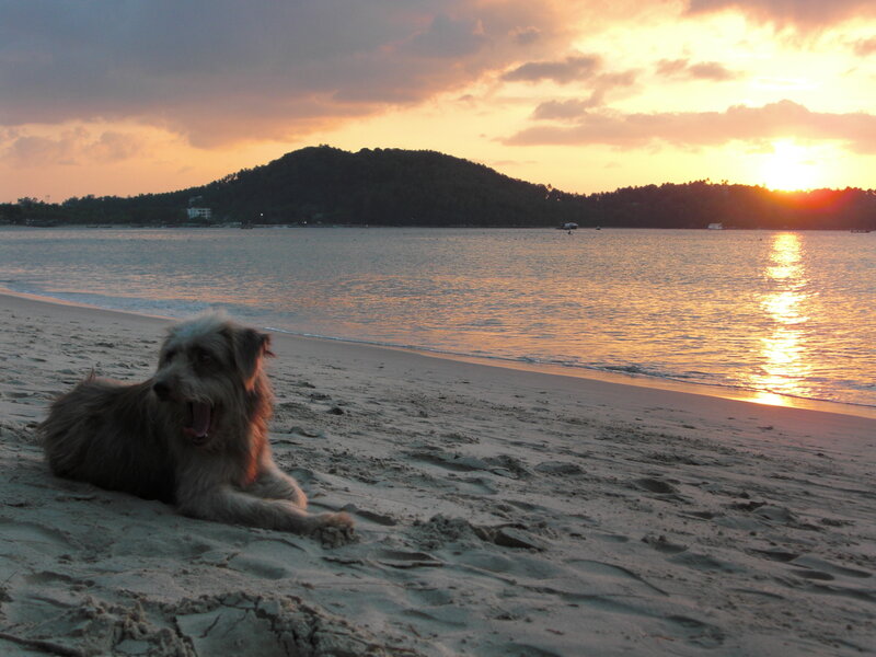 Dog on beach at sunset