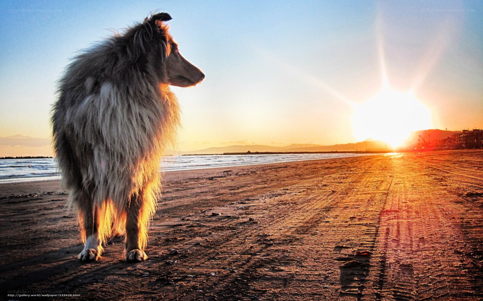Dog on beach at sunset