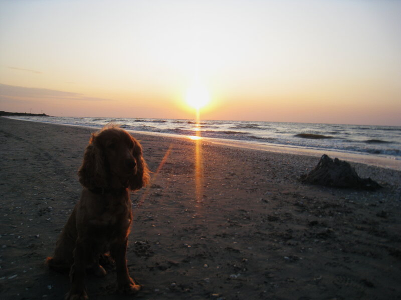 Dog on beach at sunset