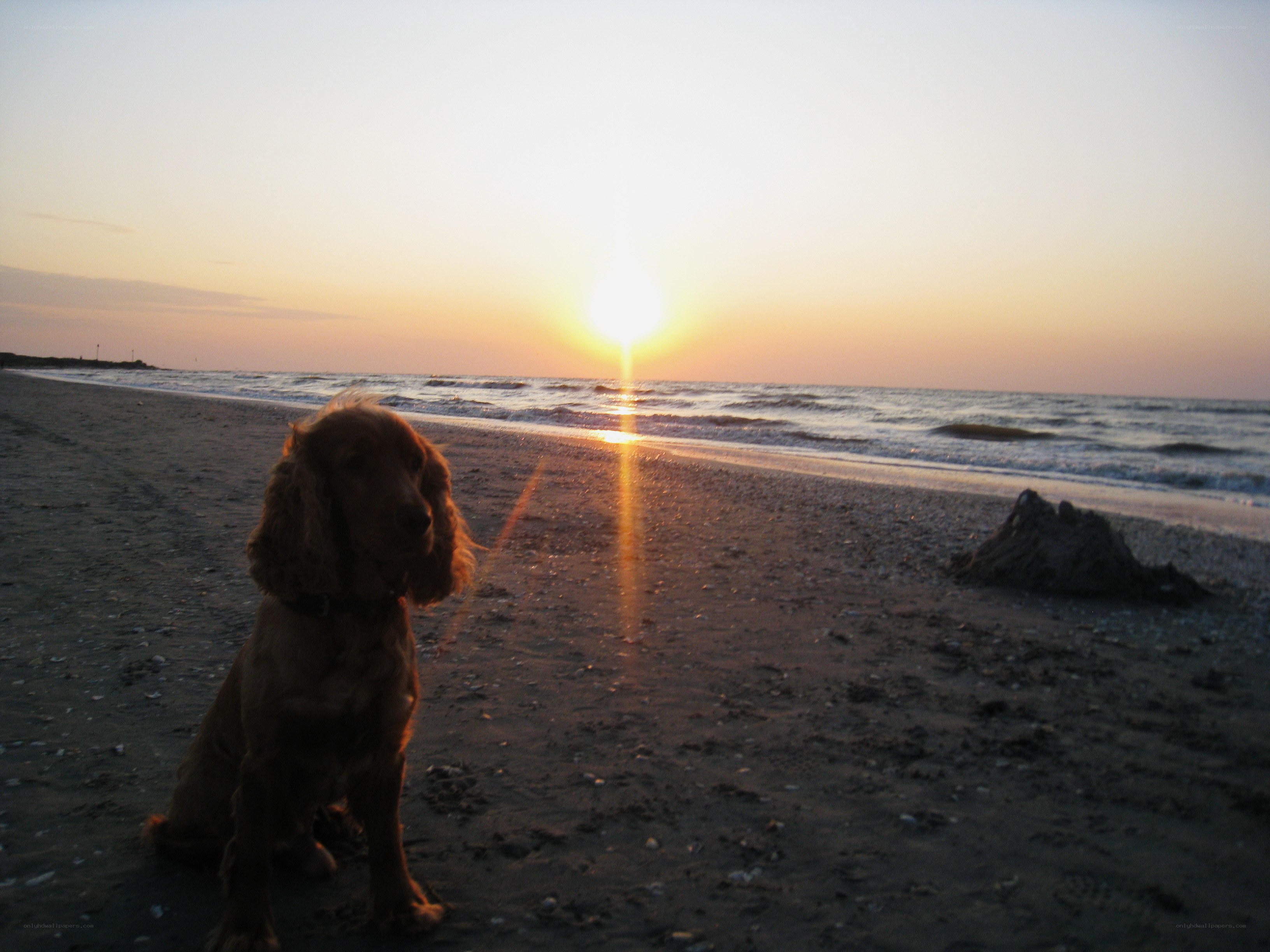 Dog on beach at sunset