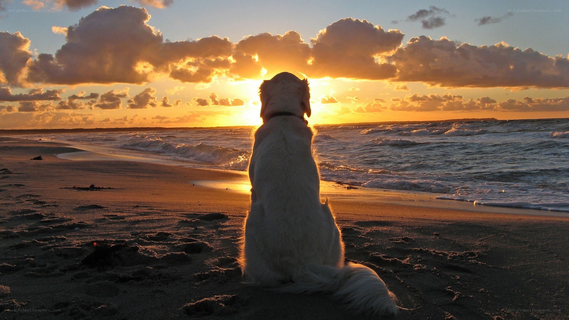 dog on beach at sunset