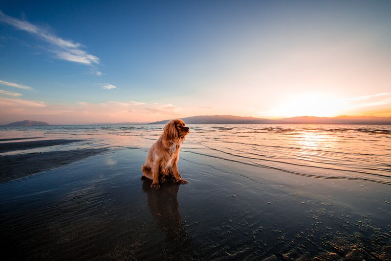 Dog on beach at sunset