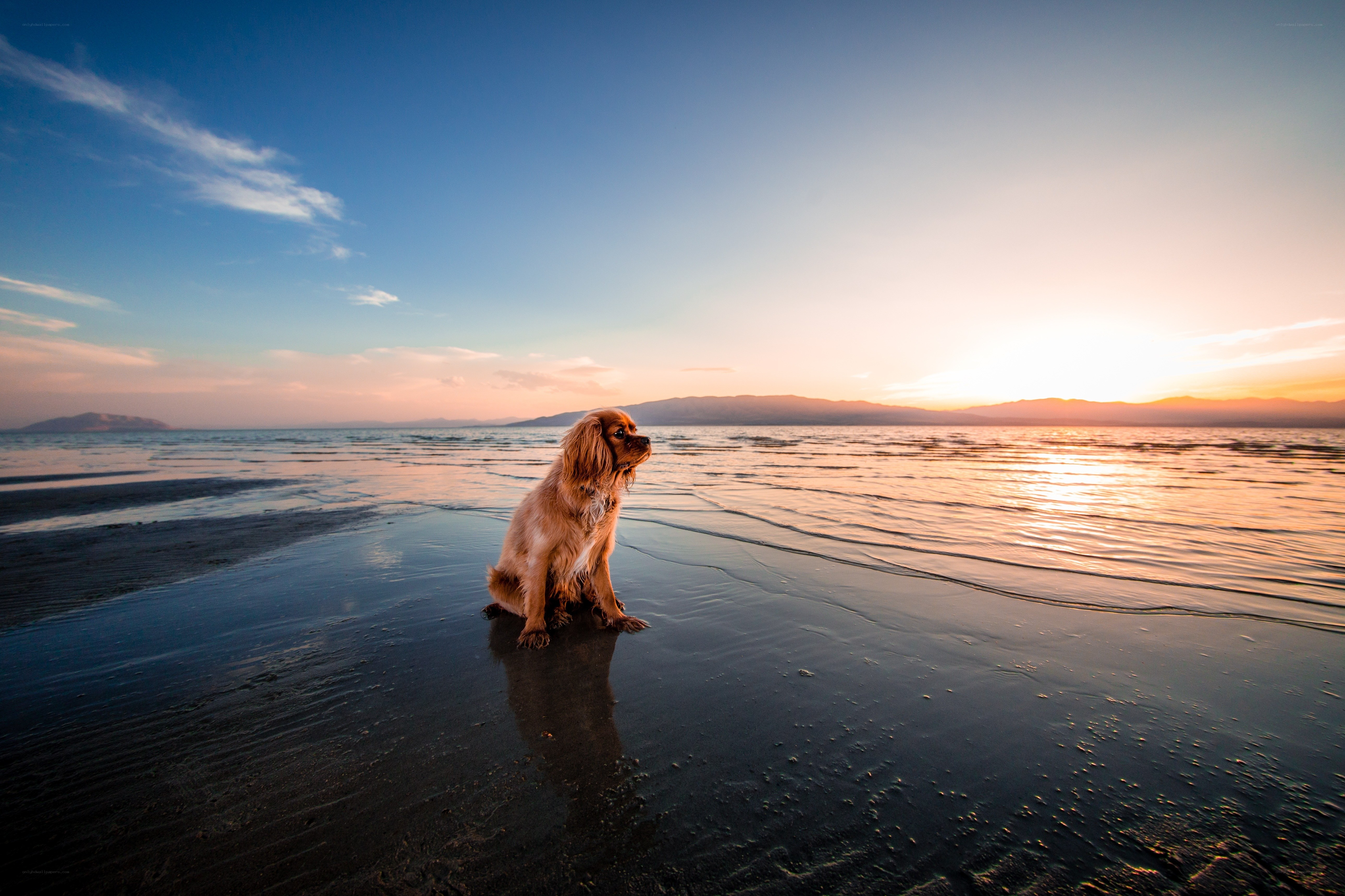 Dog on beach at sunset