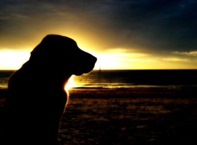 Dog on Beach at Sunset — Black, Dramatic