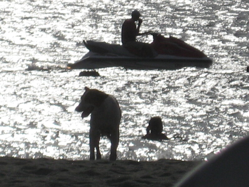 Dog on Beach at Sunset — Black