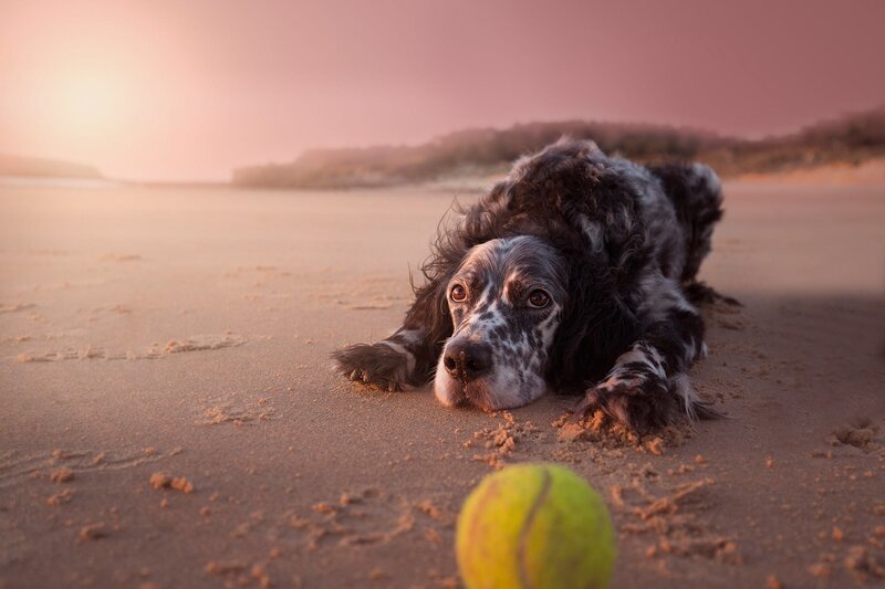 Dog on Beach at Sunset — Brown