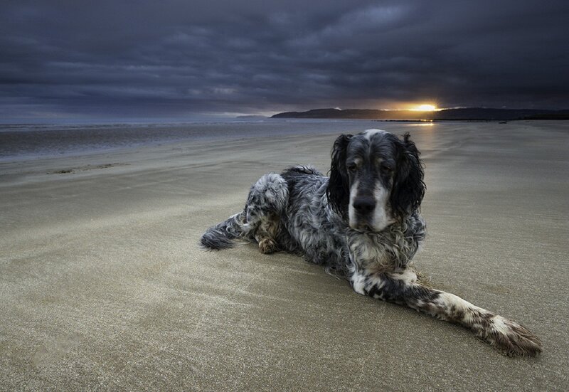Dog on Beach at Sunset — Gray