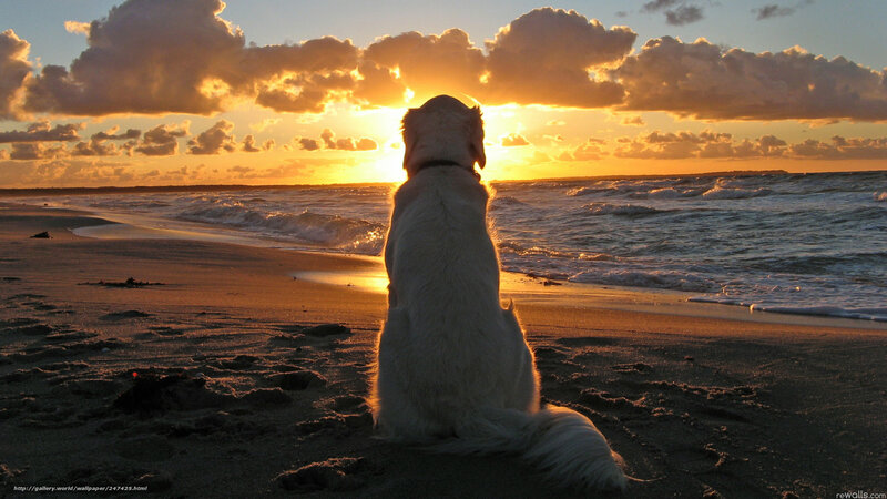 Dog on Beach at Sunset — Orange, Serene, Photograph, Ocean, Sand
