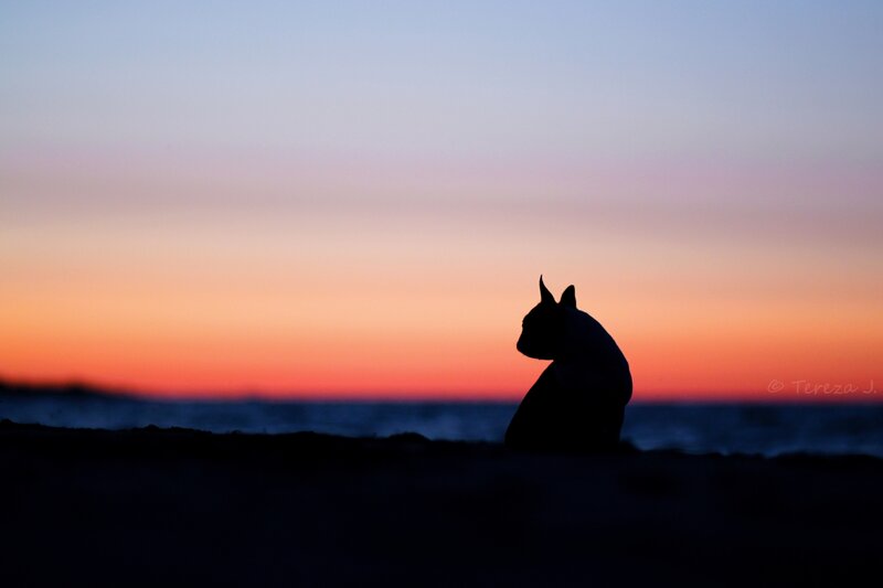 Dog on Beach at Sunset — Orange, Serene, Photograph