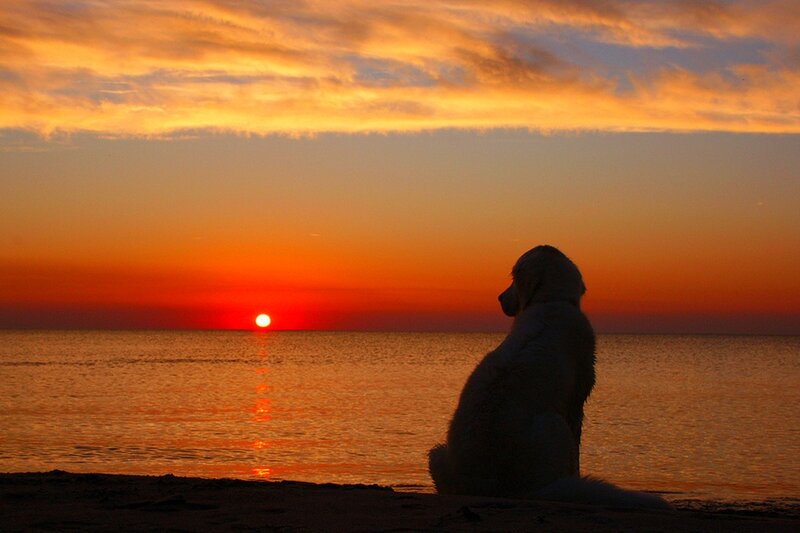 Dog on Beach at Sunset — Orange, Serene