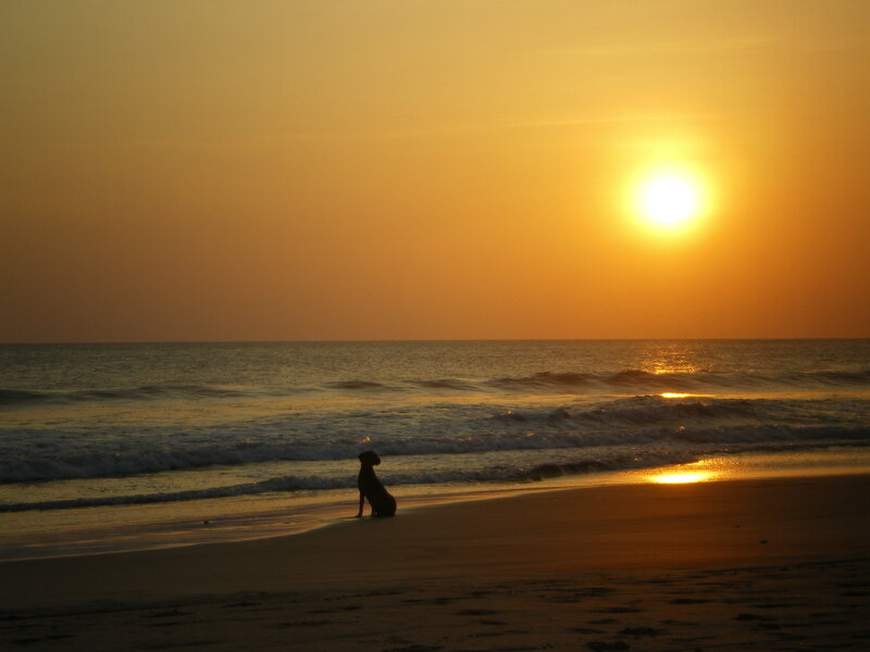 Dog on Beach at Sunset — Orange