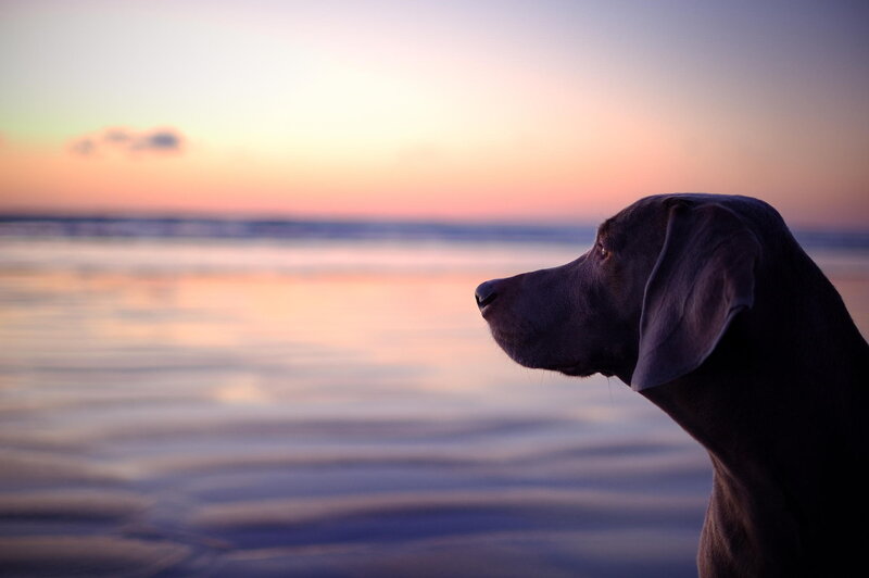Dog on Beach at Sunset — Purple