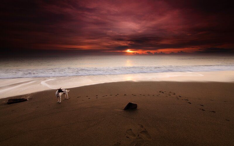 Dog on Beach at Sunset — Red