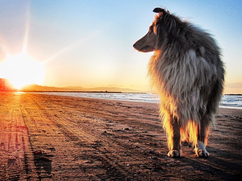 dog on beach at sunset