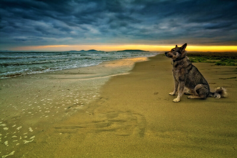Dog on Beach at Sunset — Yellow