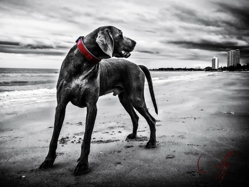 Dog on Beach — Black