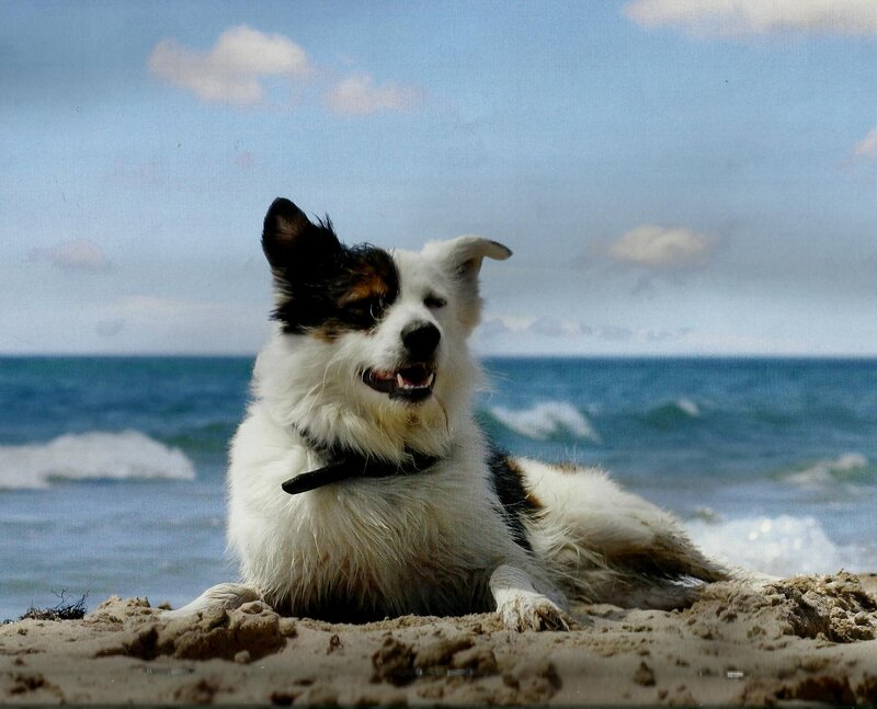 Dog on Beach — Blue, Calm