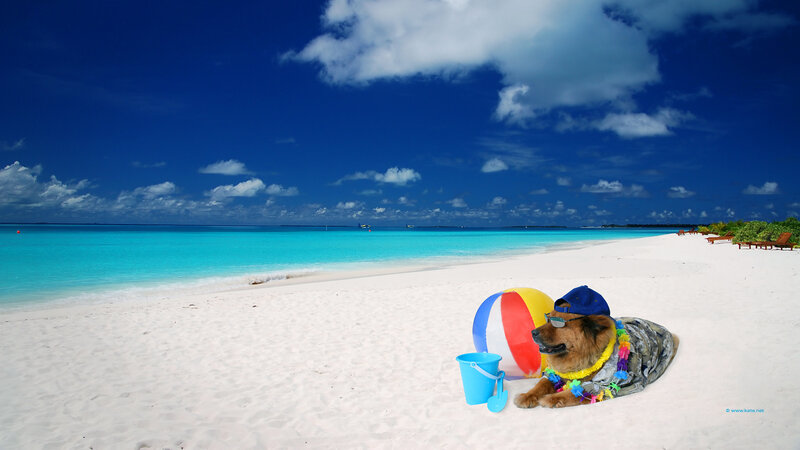 Dog on Beach — Blue