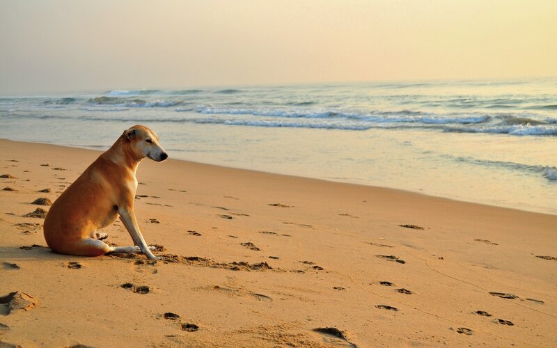 Dog on Beach — Brown