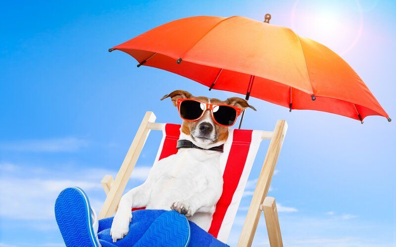 Dog on Beach Chair — Blue