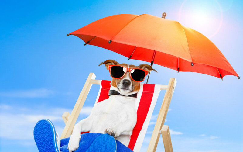 Dog on Beach Chair