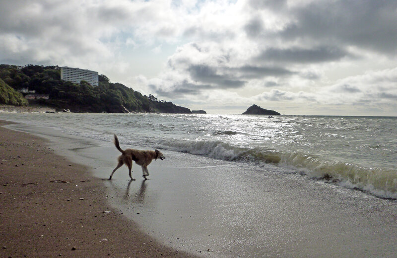 Dog on Beach — Gray