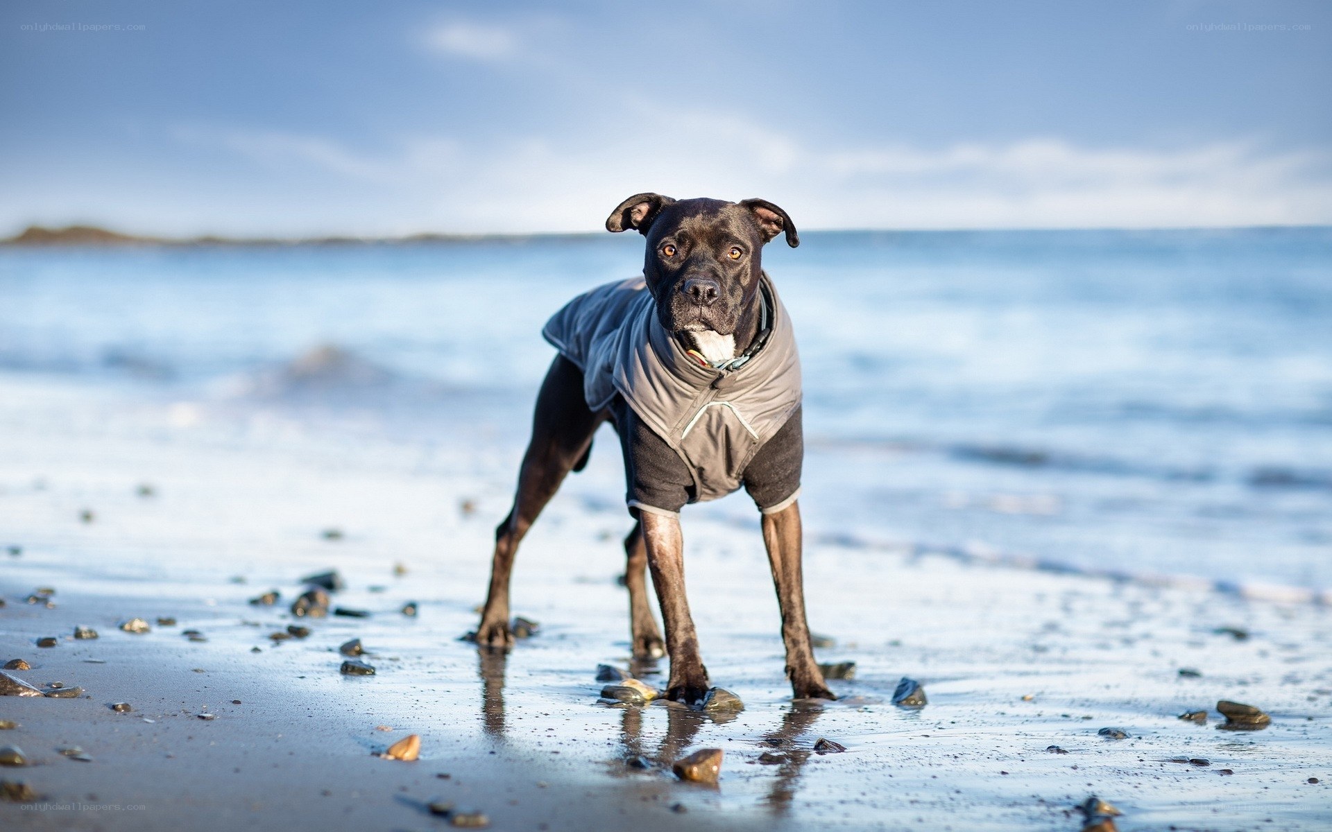 dog on beach in coat