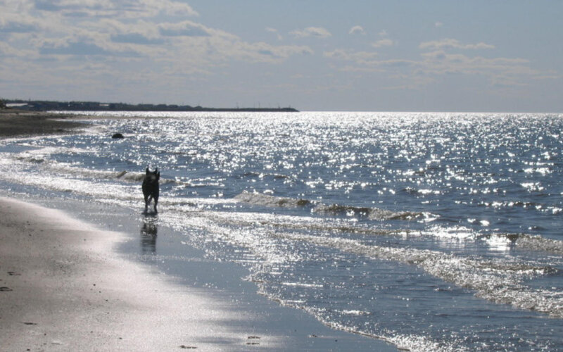Dog on Beach