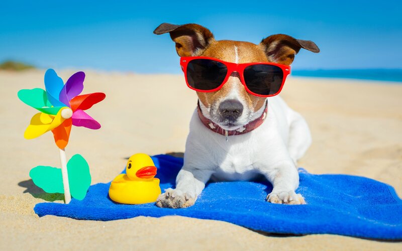 Dog on Beach Towel