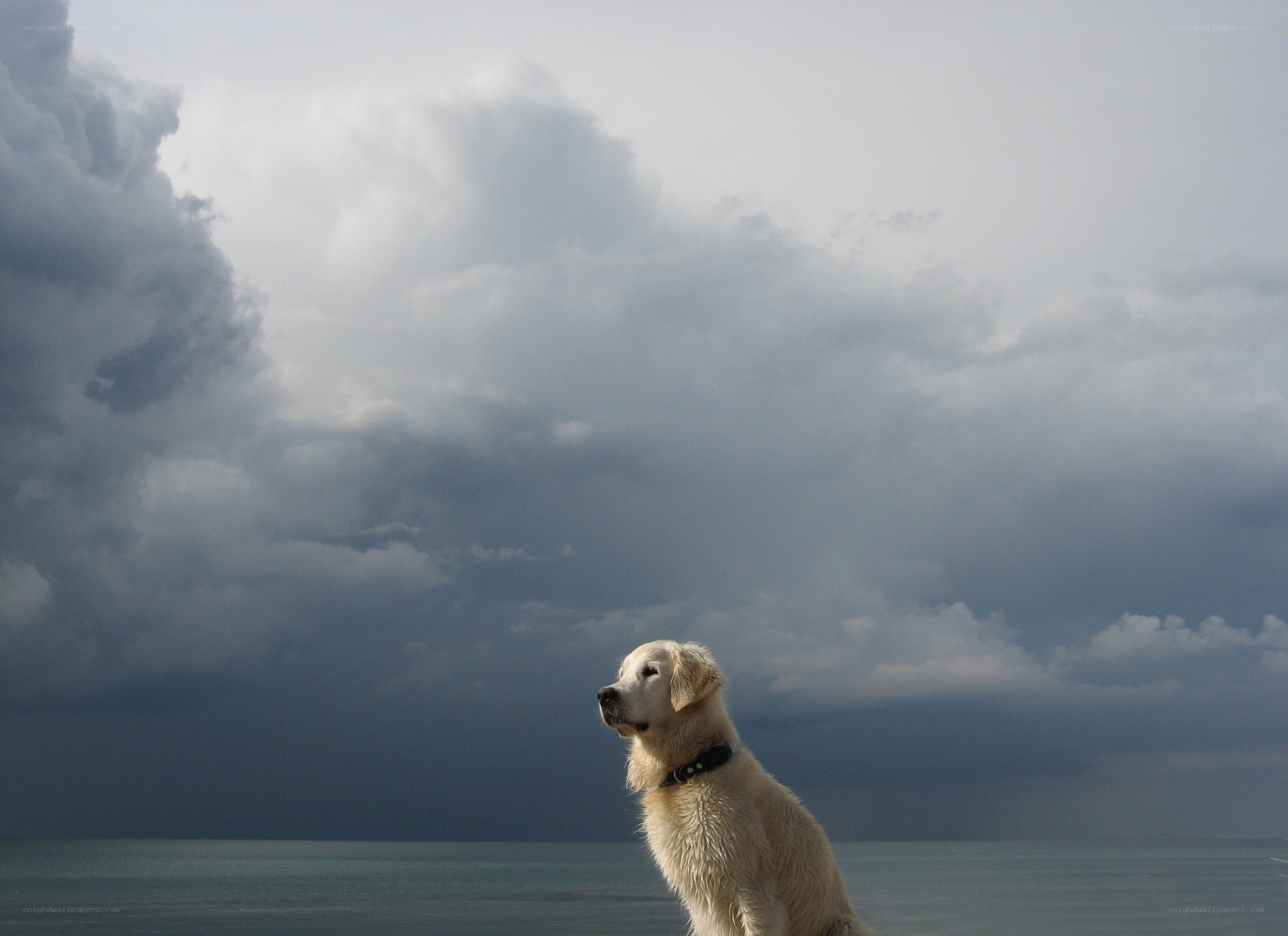 Dog on beach under stormy sky