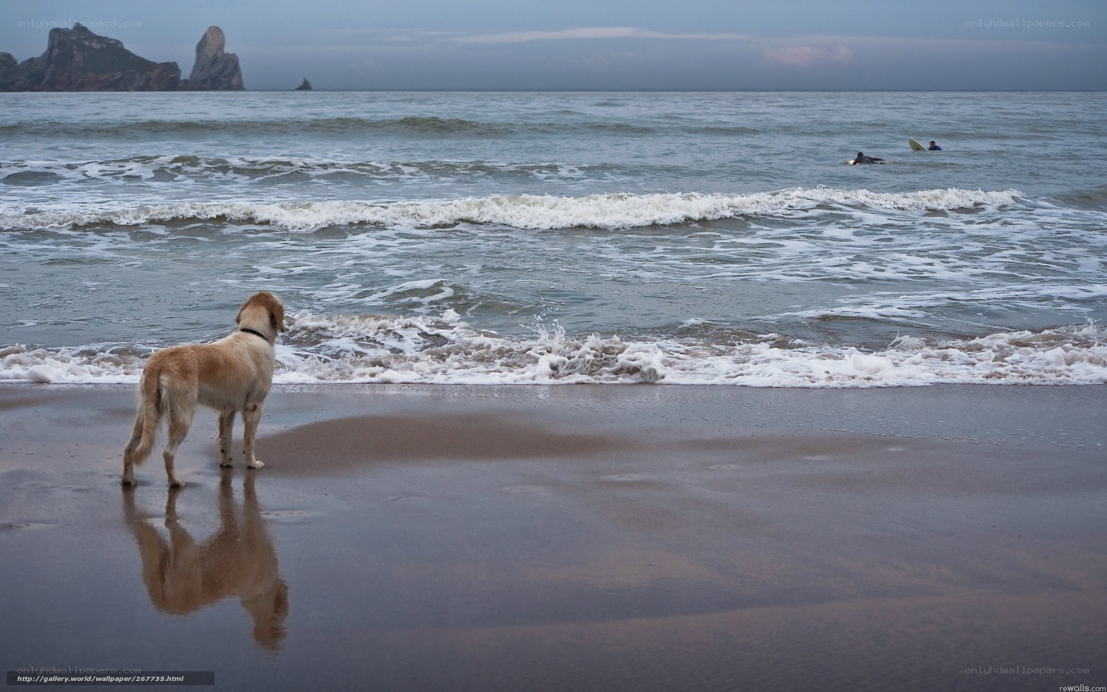 dog on beach watching surfers