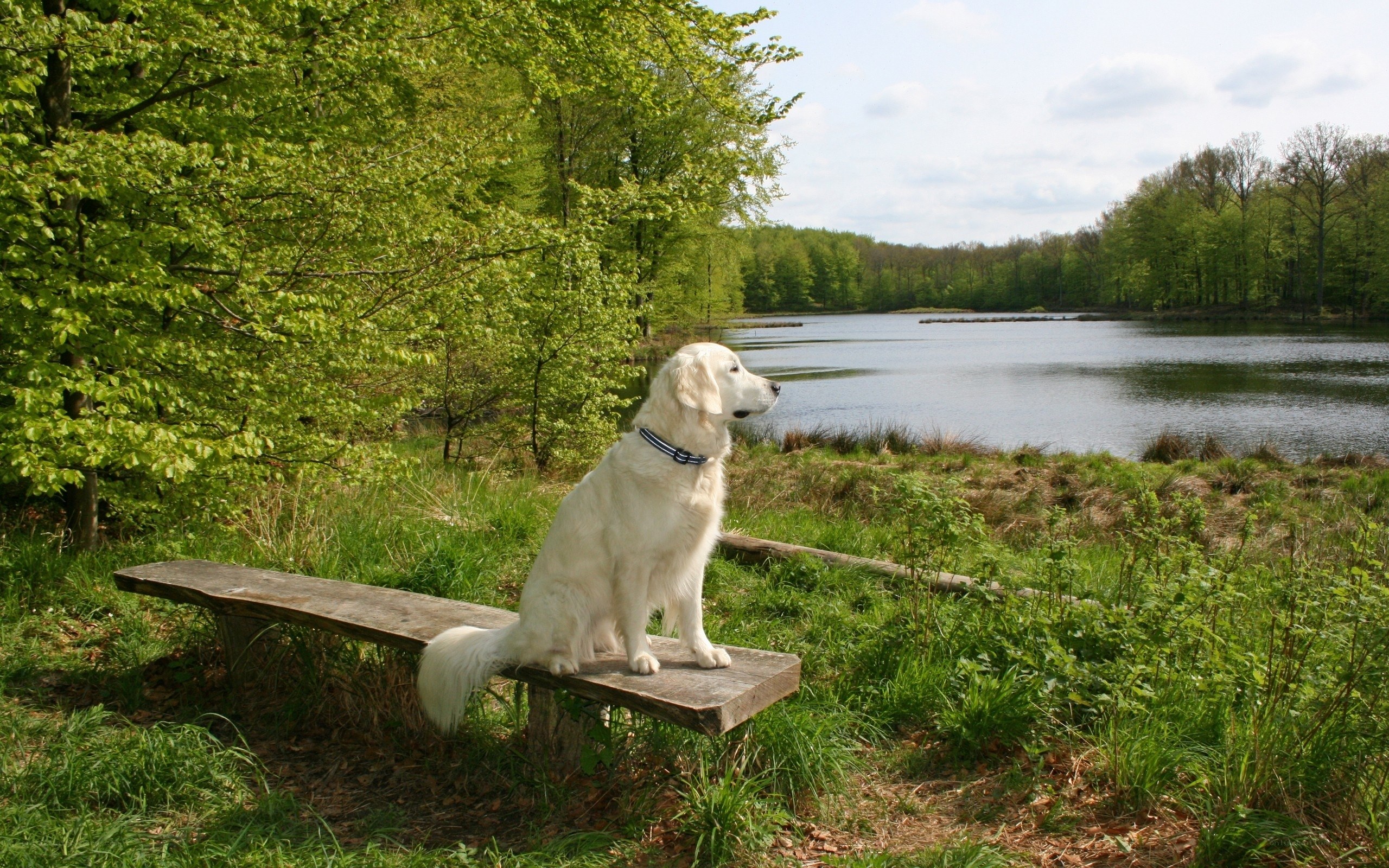 Dog on bench by lake