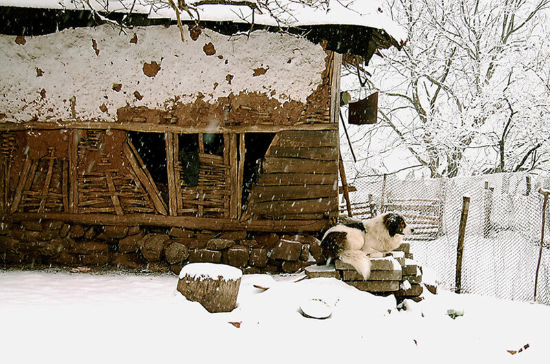 Dog on Brick Pile