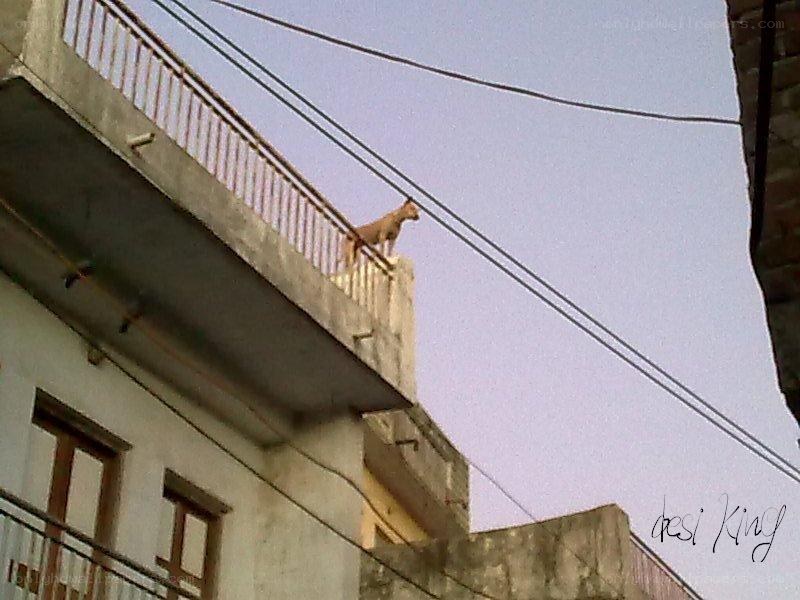 dog on building balcony