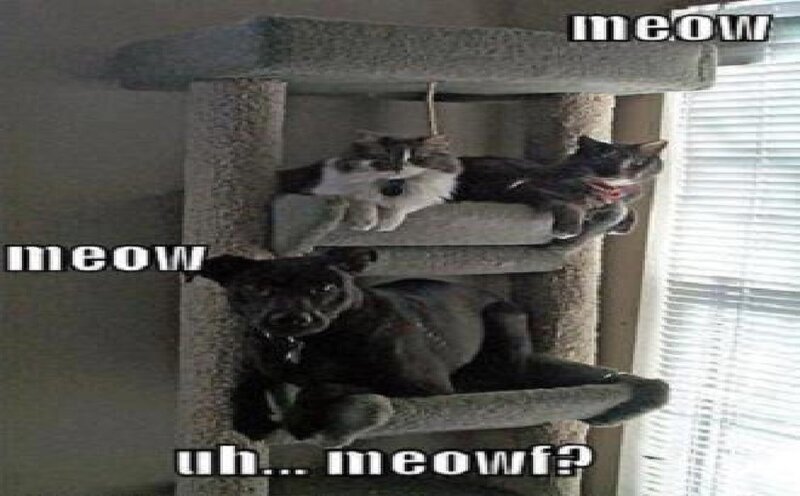 Dog on Cat Tree