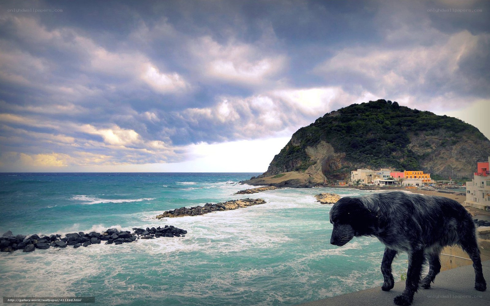 dog on coastal cliff