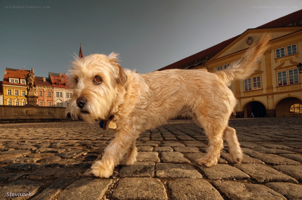 dog on cobblestone street