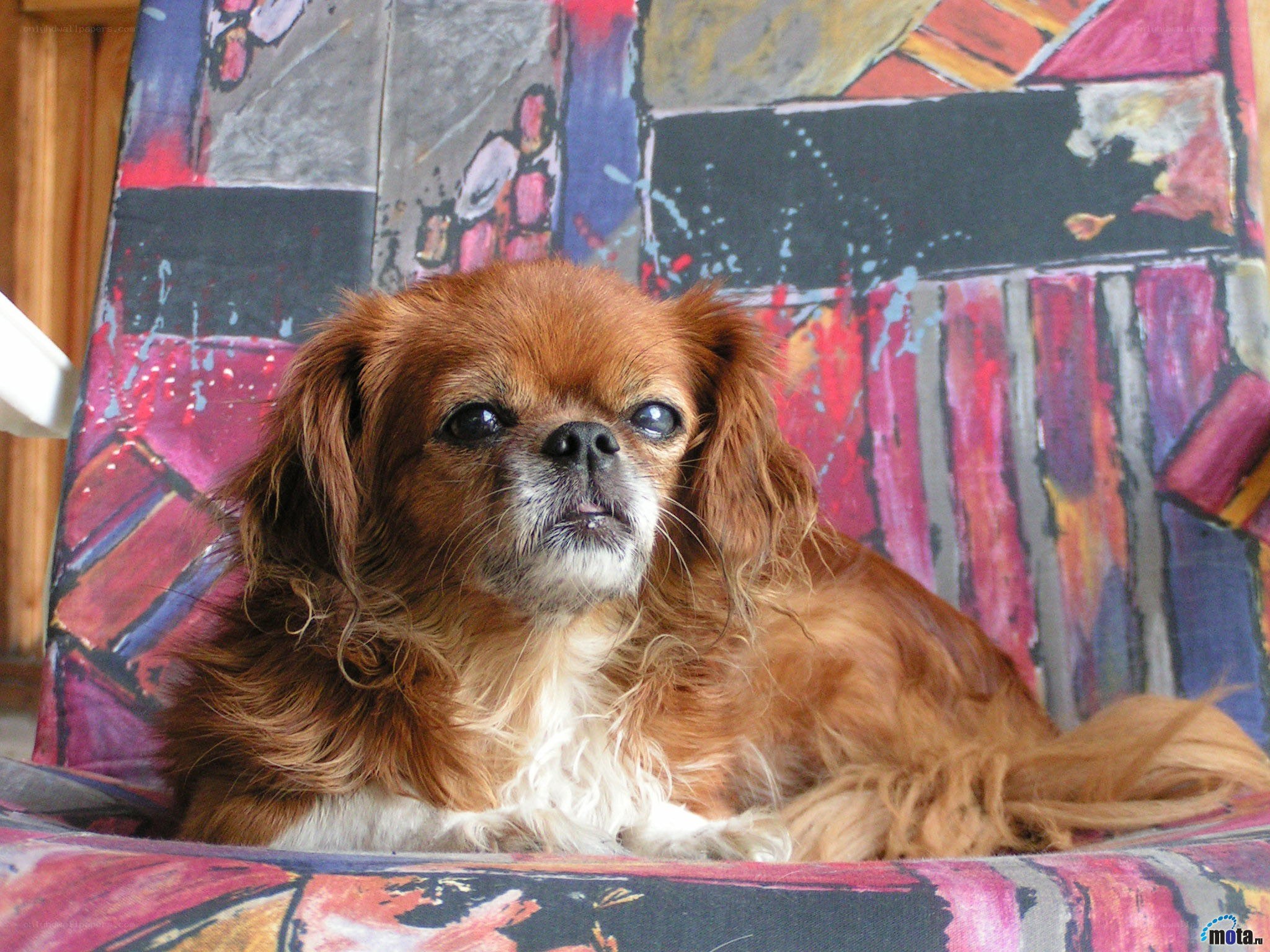 dog on colorful chair
