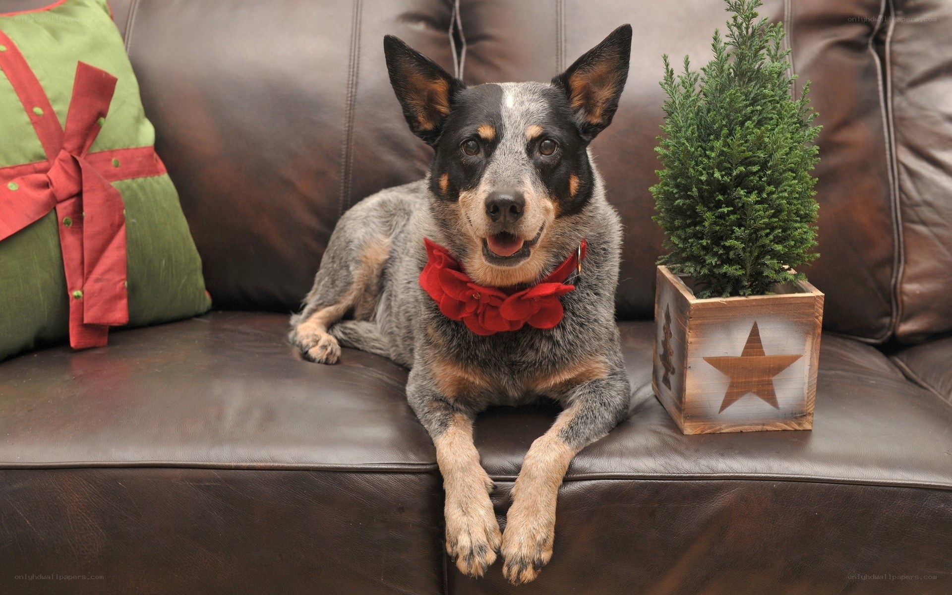dog on couch with holiday decor