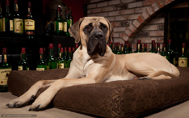 dog on cushion near whiskey bottles