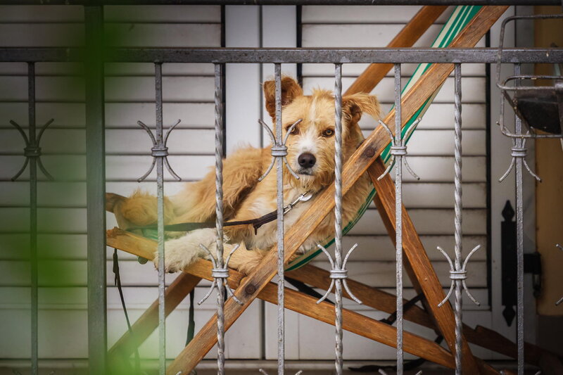 Dog on Deck Chair