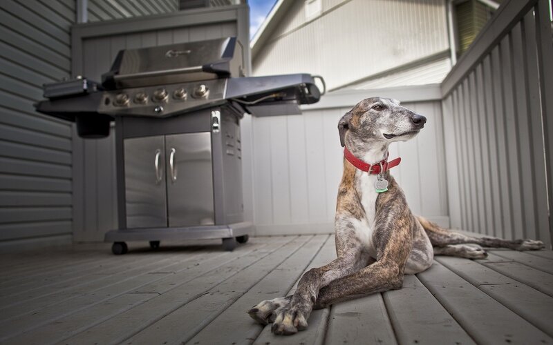 dog on deck near grill